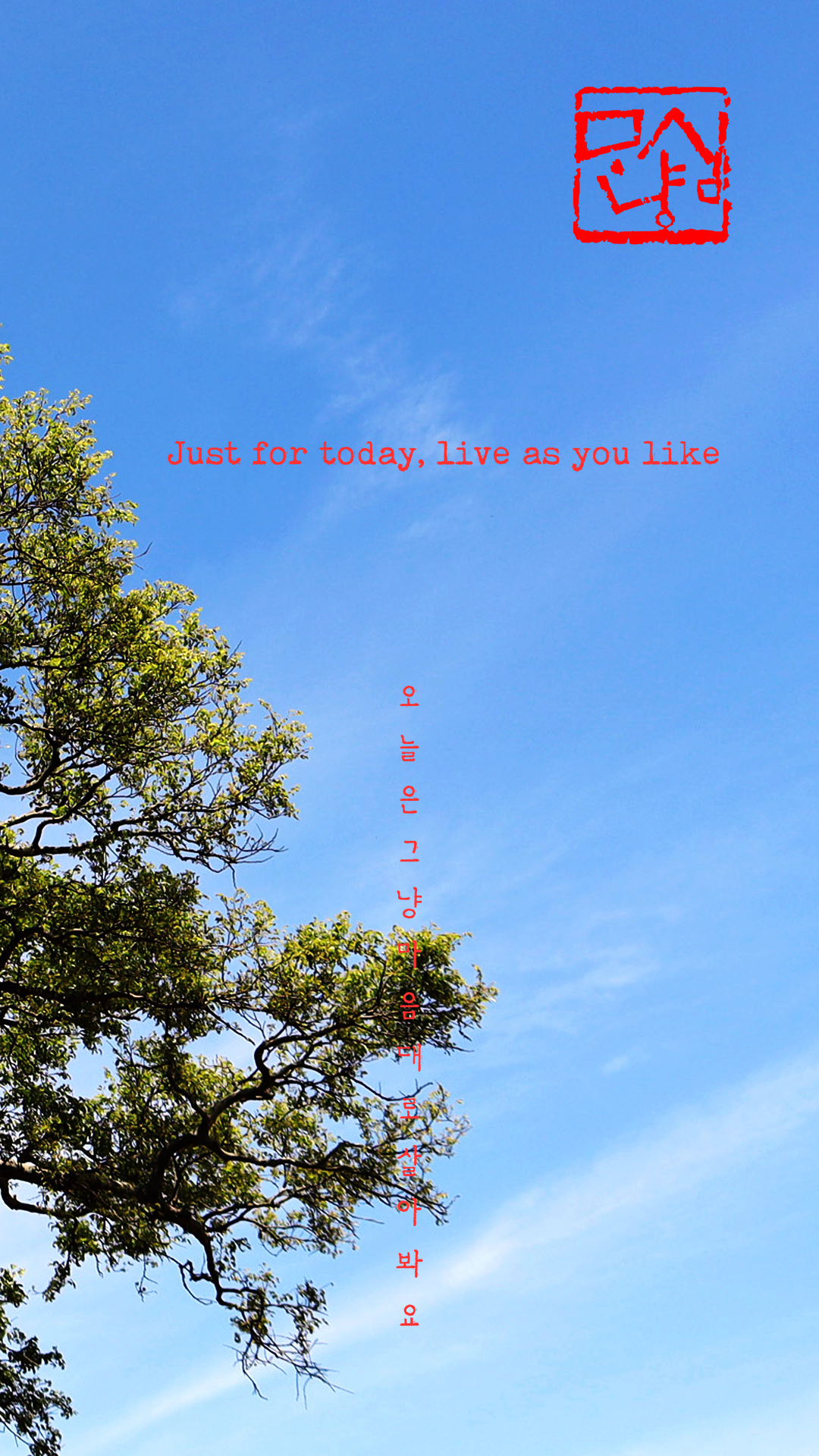 blue sky and green tree jeju